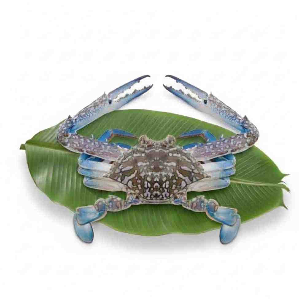 Blue Sun Crab